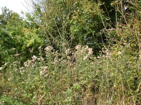 Meesden hedgerow 2010