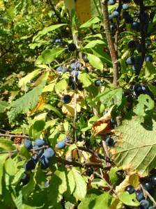 Sloes again, England, Sept 2010 copy
