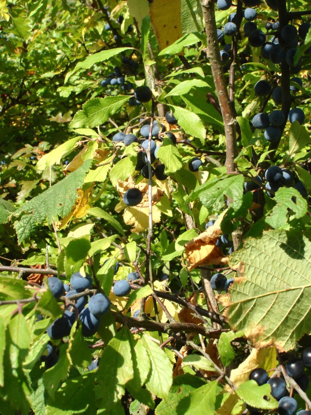 bullace | Eat The Table