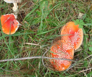 Fly agaric at Oberon